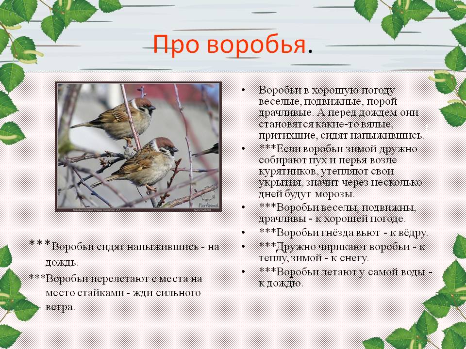 Презентация Птичьи приметы Слайд 3